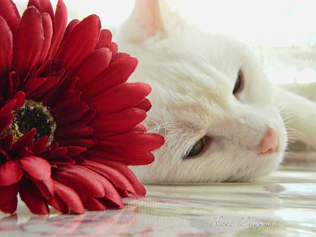 从戴维斯杯到澳网,西西帕斯的双重蜕变与破茧之路