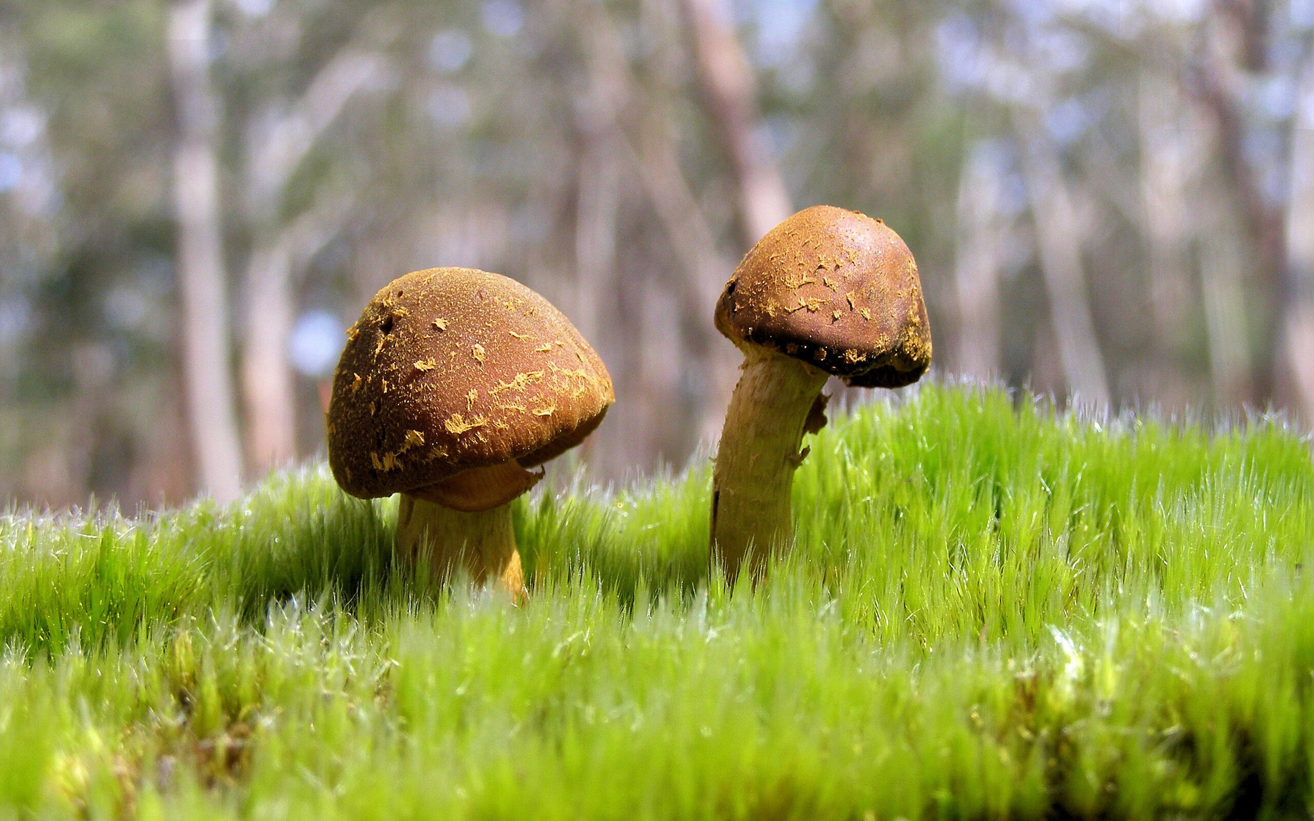 篮网输给勇士之夜,克莱·汤普森带队取胜