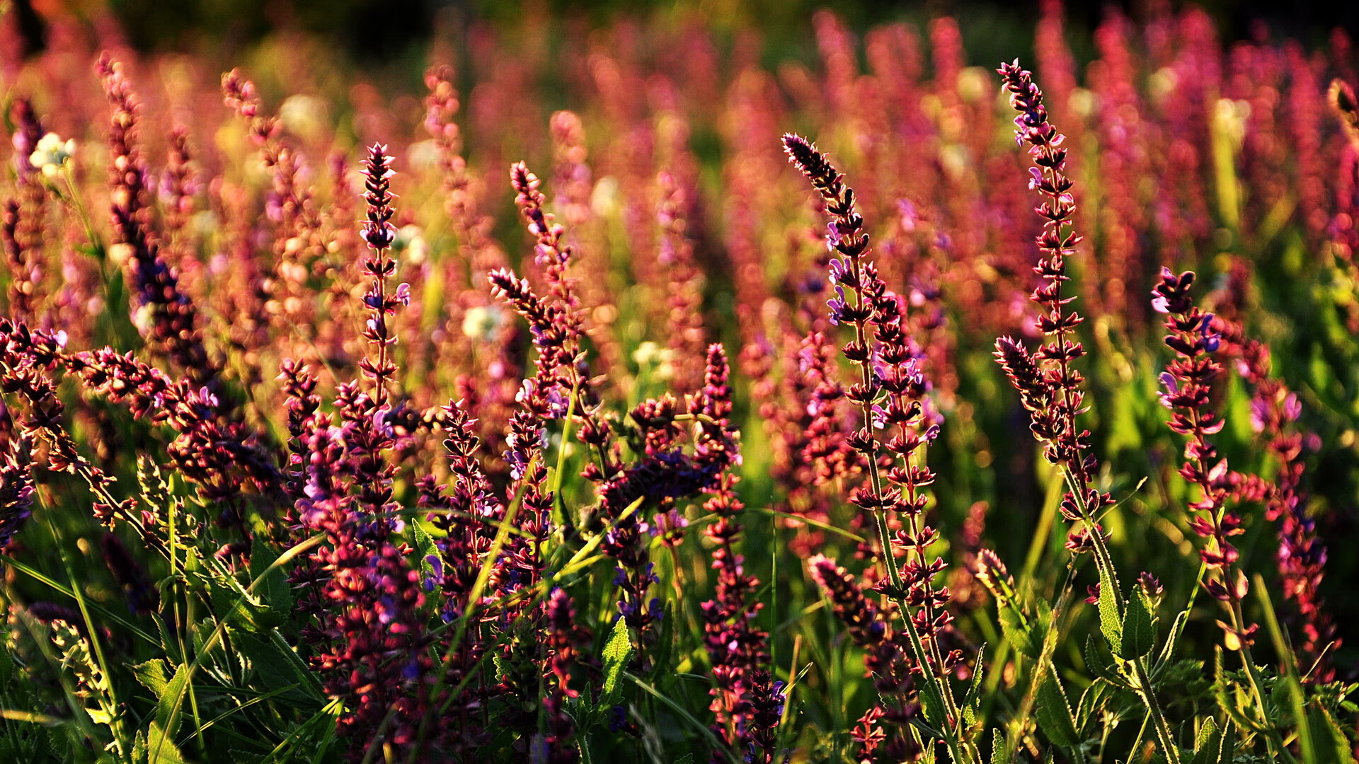 虎啸天山！广州队冰封魔鬼主场，杜兰特死神镰刀斩断不败神话
