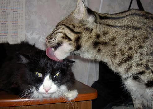 当翻盘的剧本被改写,当统治的定义被重塑,竞技场上唯一的真理