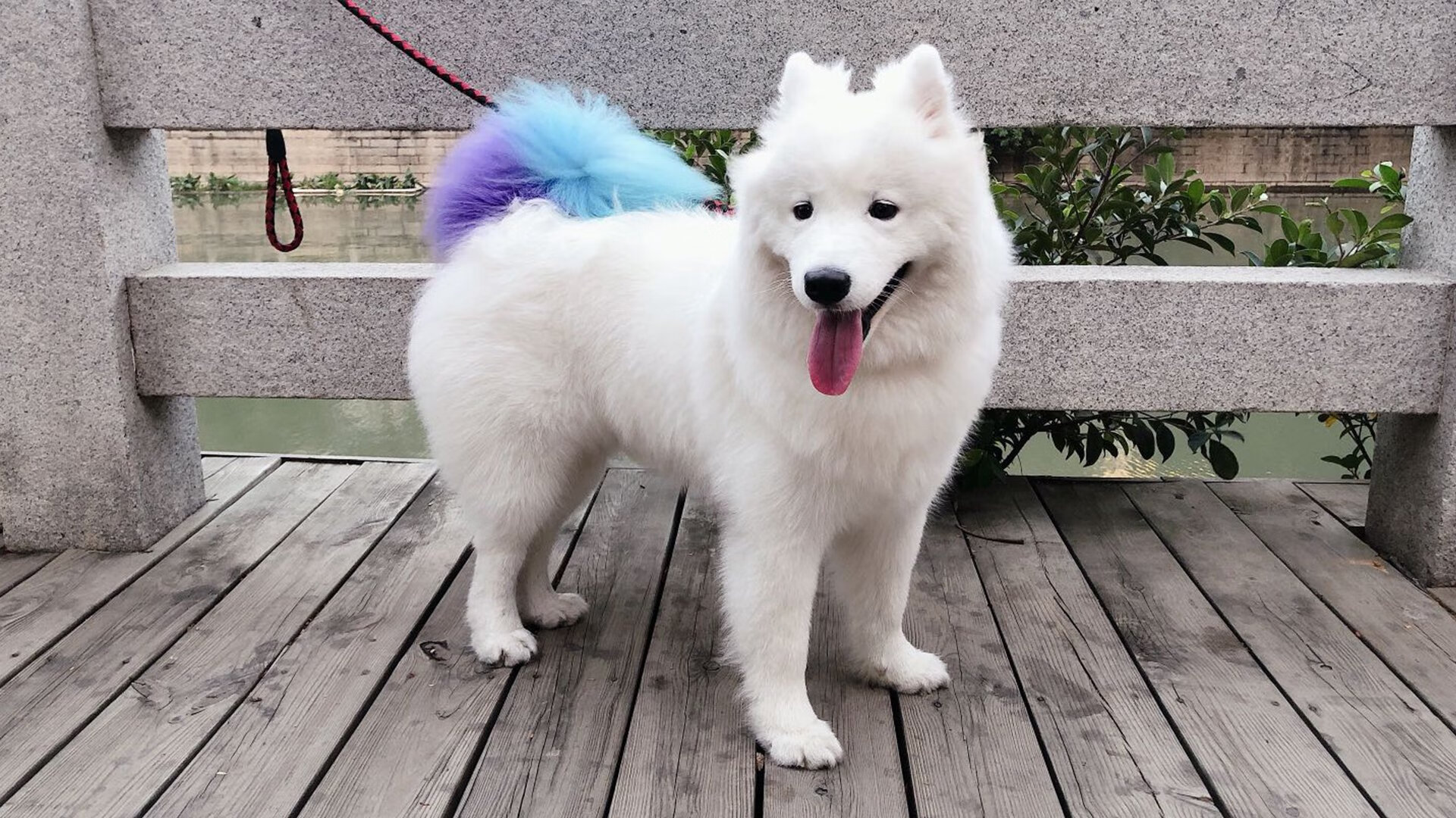 盛宴之上，当总决赛的室内焰火照亮温网古老的草坪—穆雷的燃情与网球的变奏