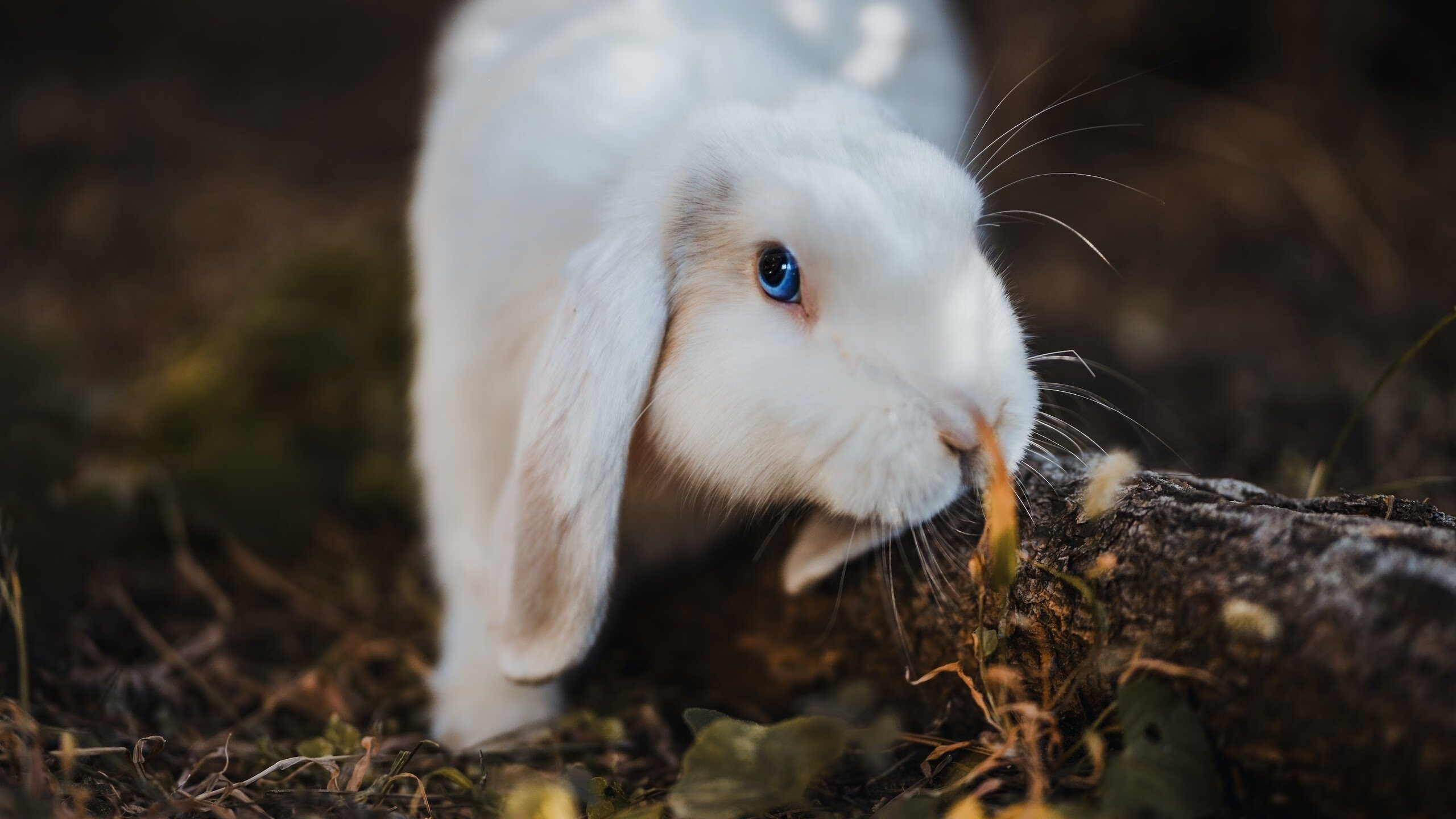 巨大阴影，当切特笼罩赛场，悬念在第一节就已终结