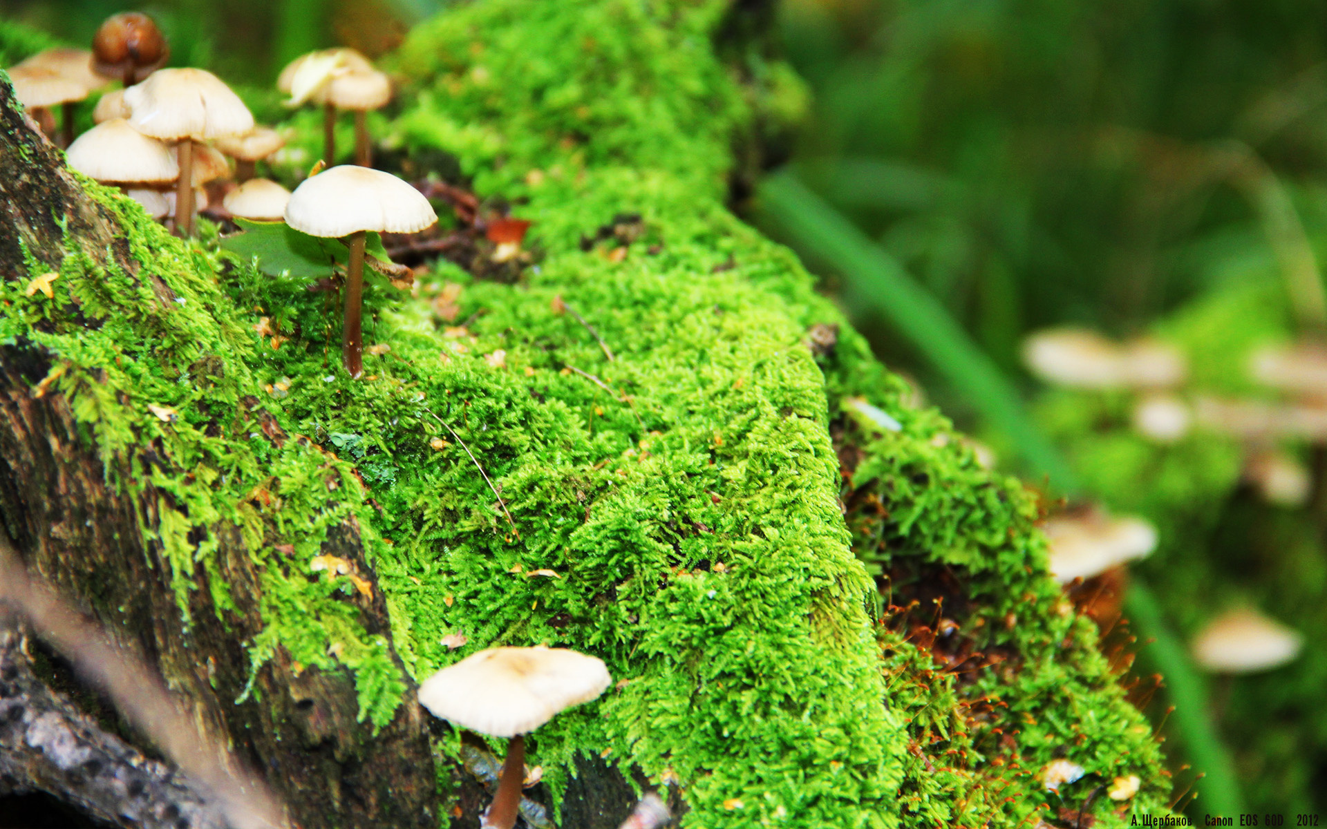 时空裂隙与篮球江湖,当广东队冲垮篮网,利拉德成为联盟关键先生