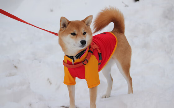沙漠之狐终结文艺复兴之梦,弗拉霍维奇,开罗夜空下的关键先生