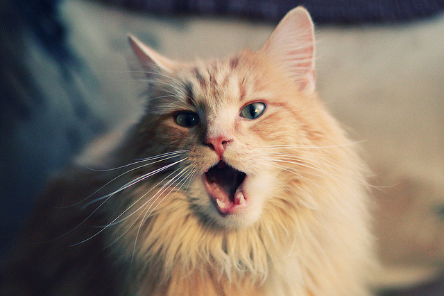 爱游戏官网-赖斯时刻，雷恩绝境破冰，奥运周期的关键接管