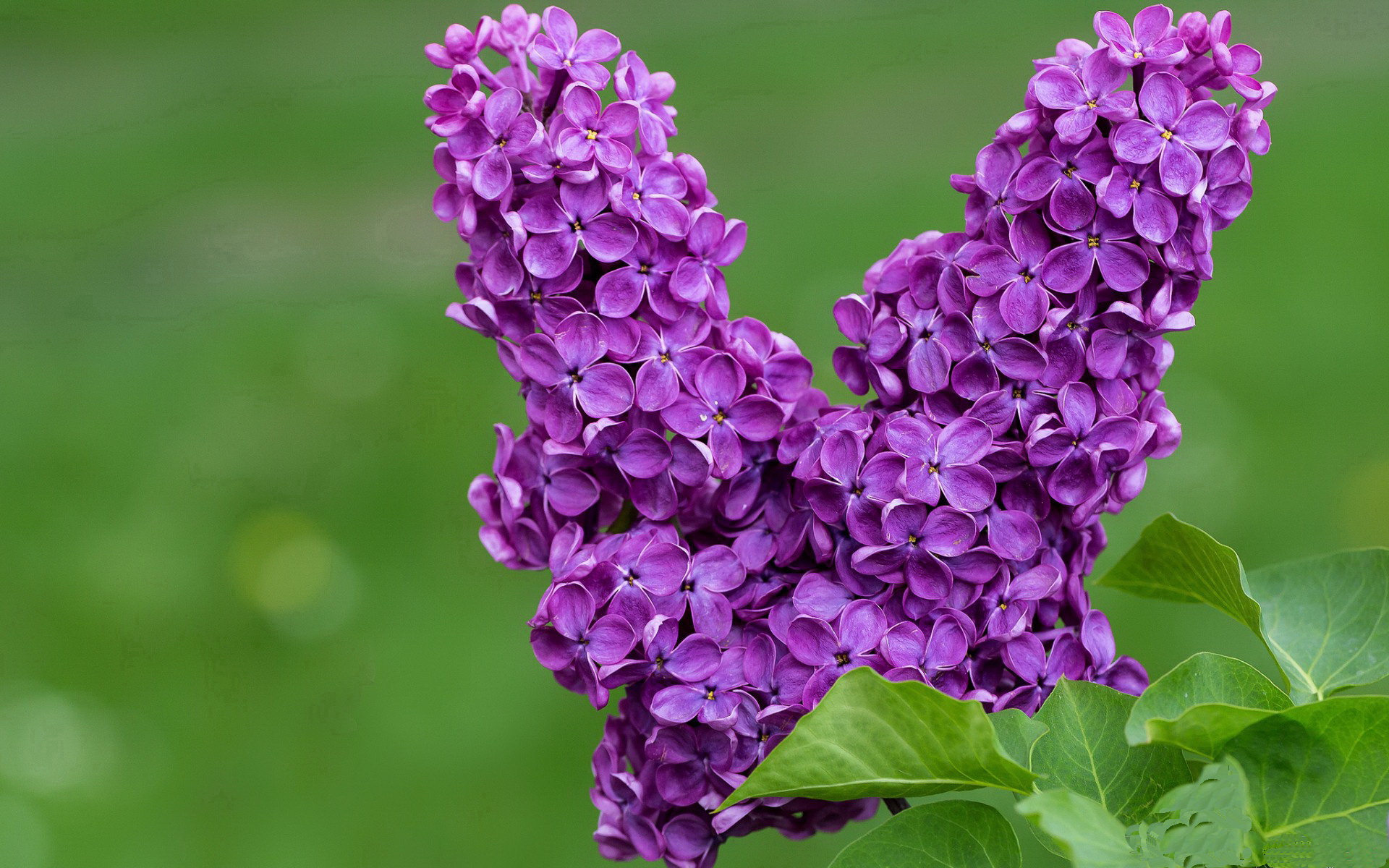 爱游戏在线-当法国新锐挑战塞尔维亚巨神，文班亚马的进化与约基奇的绝杀时刻