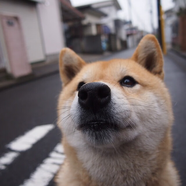 秩序颠覆者，卡塔尔如何用资本与远见压制北欧风暴？