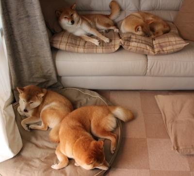 沙漠绿鹰的闪电战，奥斯梅恩关键一击，阿尔及利亚一波流终结沙特悬念