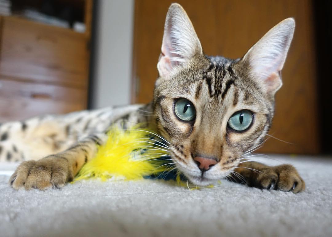 西亚卡姆一手掌控比赛走势，太阳狂胜尼克斯彰显统治力