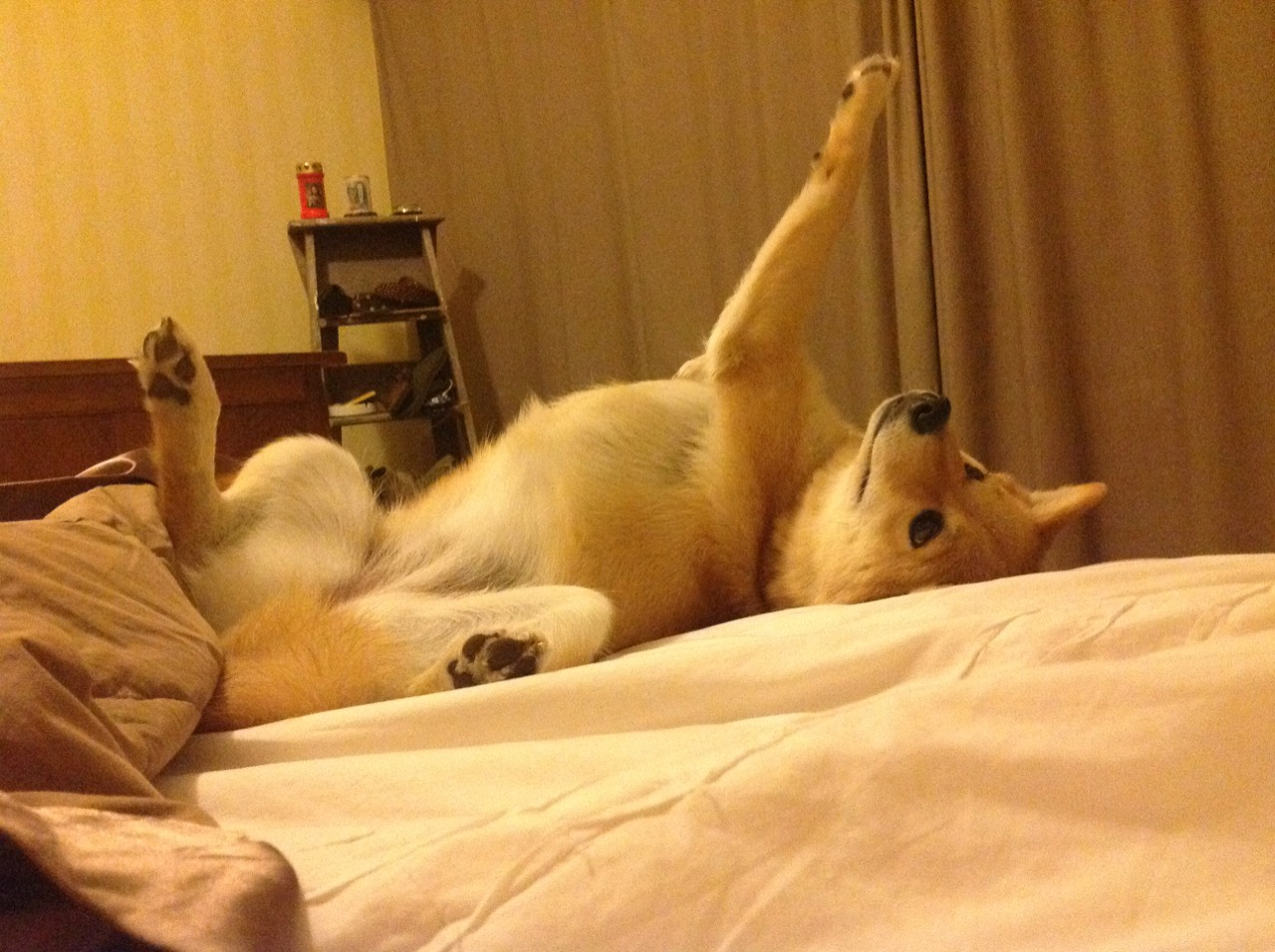 战神降临!锡安49分撕碎防线,深圳队鏖战灰熊虽败犹荣