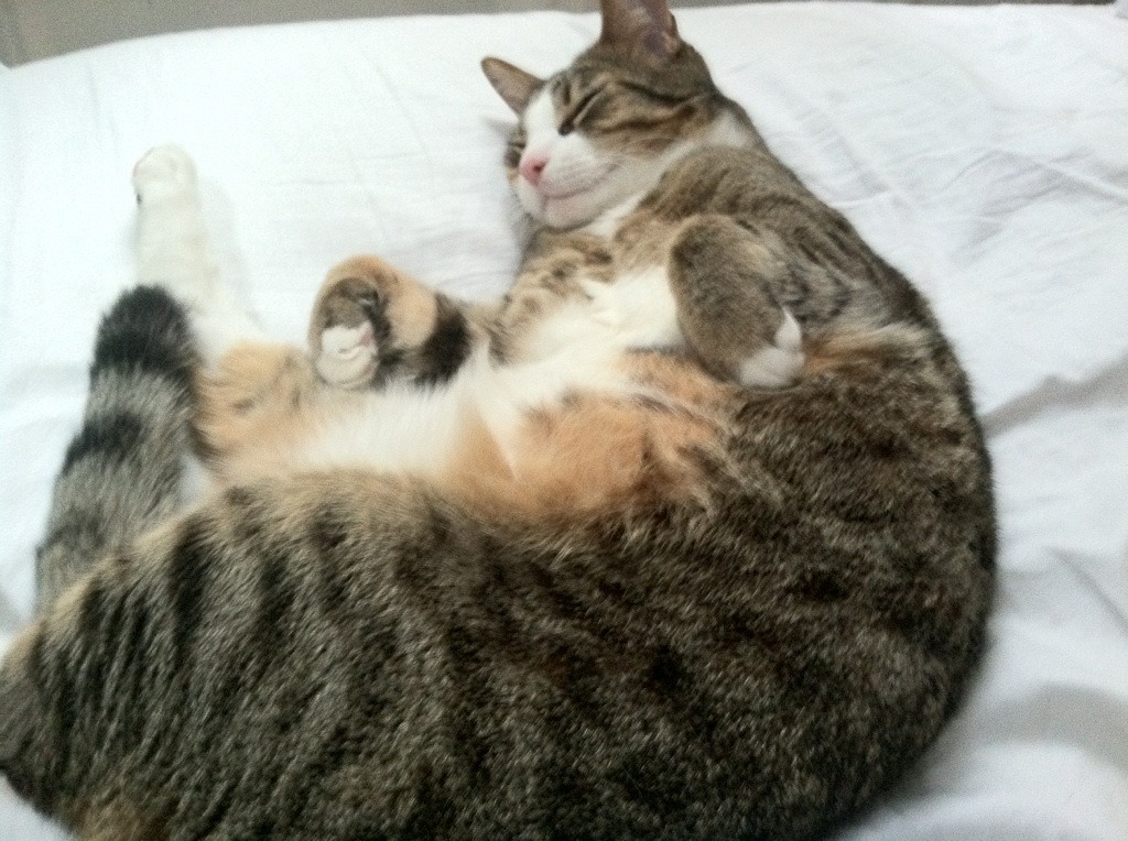 被松花江水系冲垮的摩天楼,马克西的地质运动式胜利