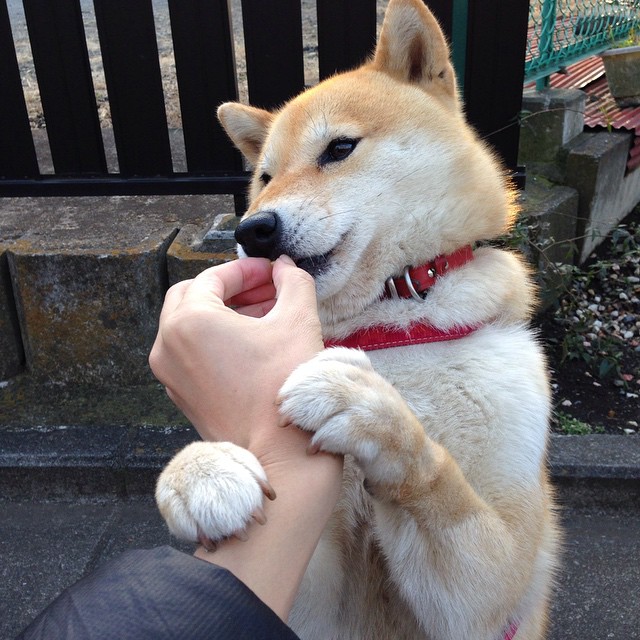 时空交错！玻利维亚在平行欧冠中3-2绝杀乌拉圭