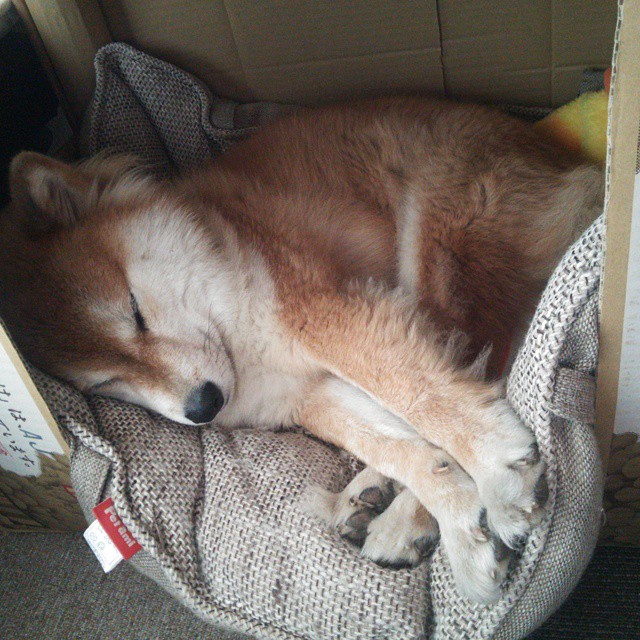 加速与巅峰的回响,F1揭幕战之夜与C罗的统治级序章