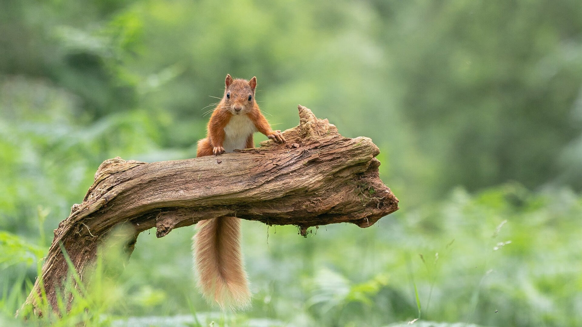 当篮球法则降临足球圣殿,戈贝尔的压制级启示录