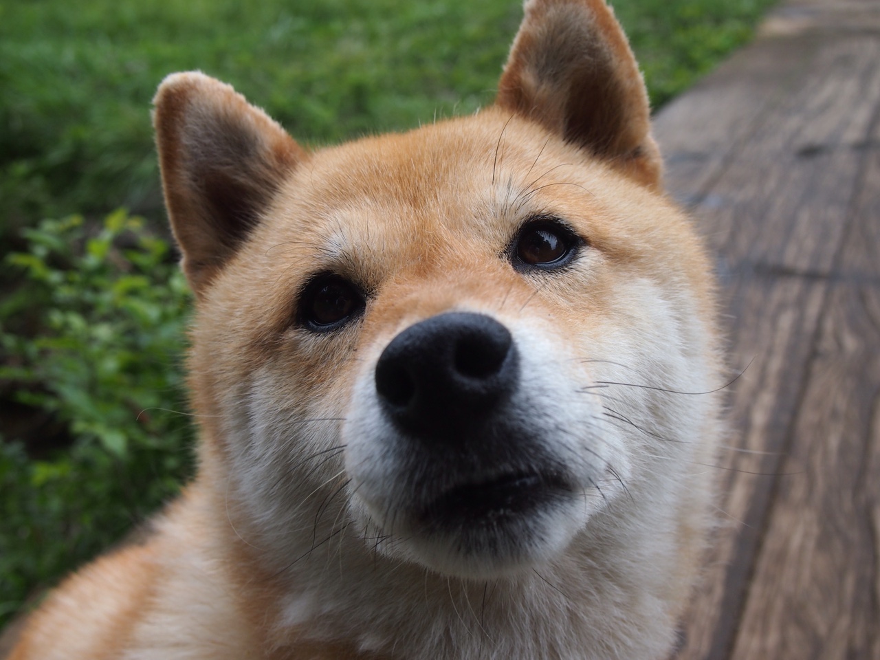 跨界王座,伊布接管F1街道,曼联引擎轰鸣中碾压雷恩