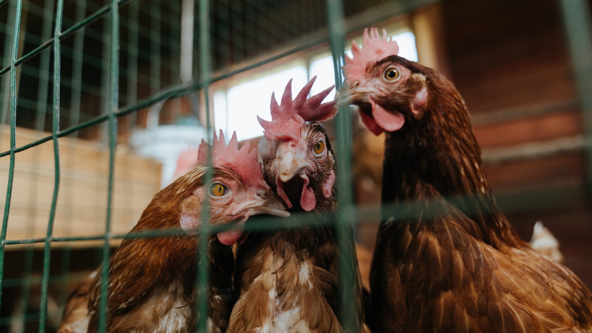 布克第三节惊世骇俗,深圳勇士一波流卷走浙江