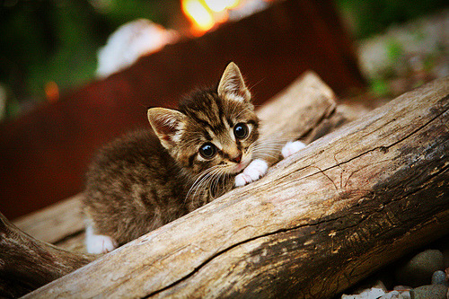 一人之力,半场风暴,萨内的利刃如何提前终结中安之战悬念