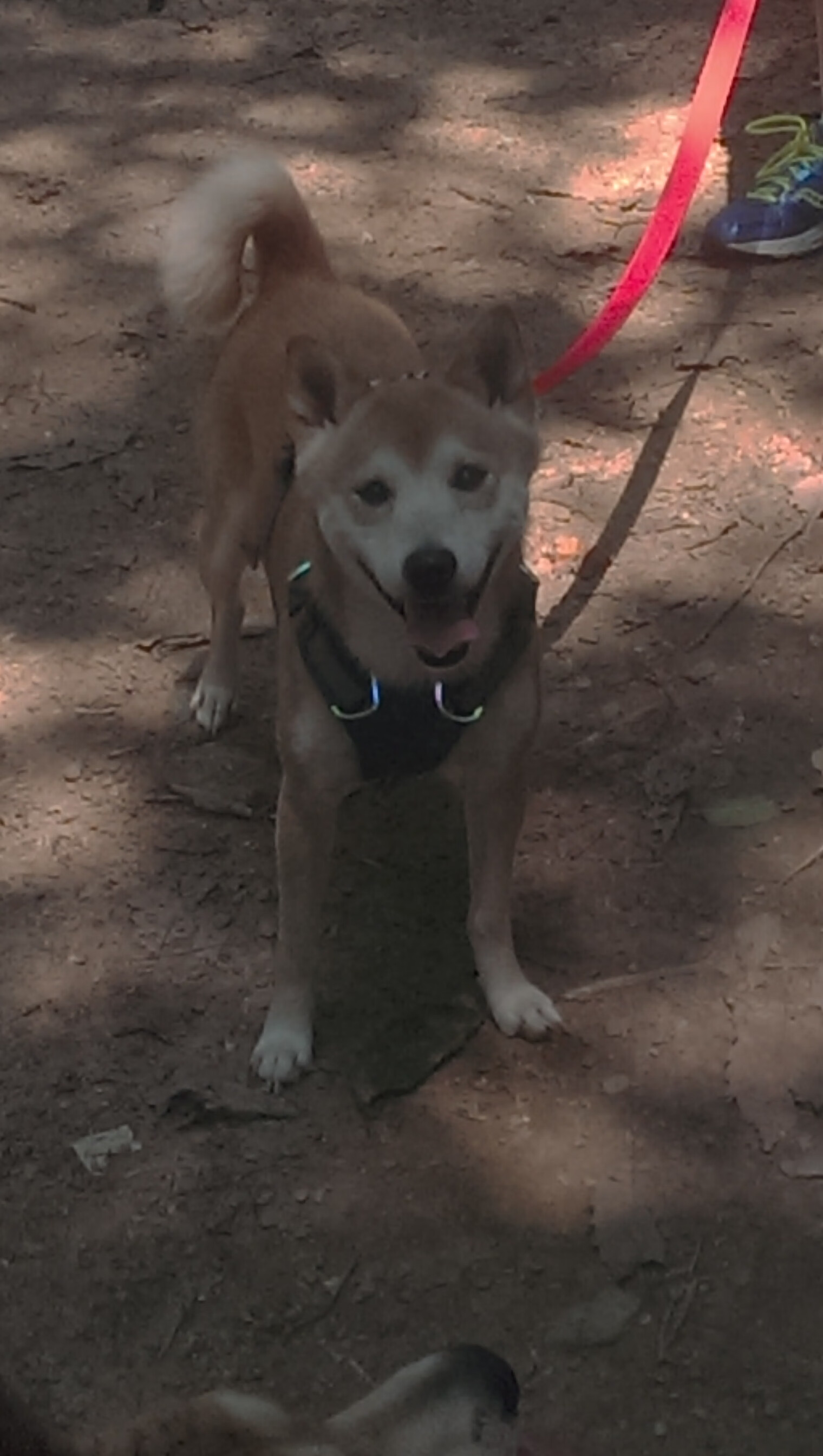 降维打击的唯一性，当开拓者和恩比德同时开启碾压模式