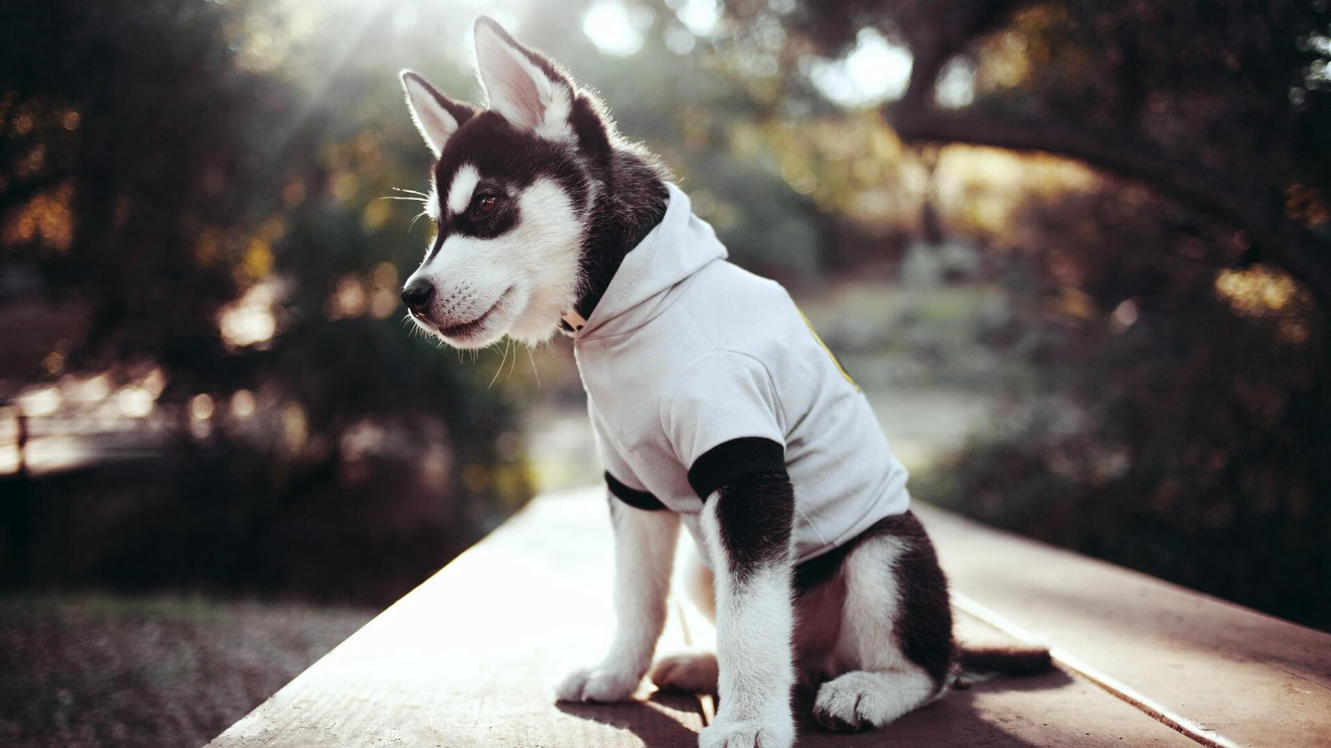 冰与火之歌,2026世界杯冰岛对阵瑞士,京多安一锤定音,替补奇兵改写命运